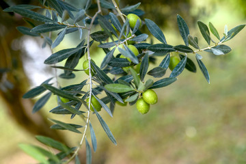 olive Tree 