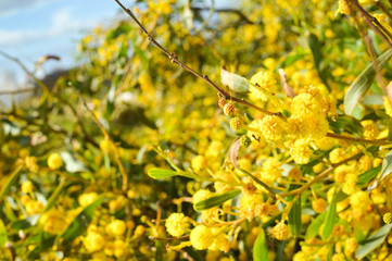 Close up on natural branches of mimosa flower fresh yellow background