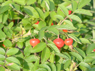 Fruits on wild rose branches.