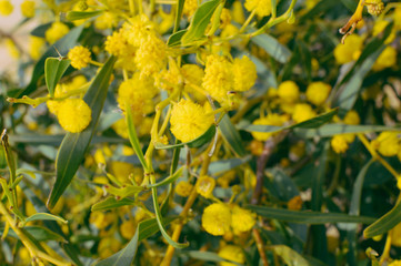 Close up on natural branches of mimosa flower fresh yellow background