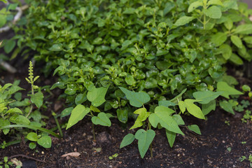 Green vegetable plants background,