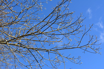 willow branch against the blue sky, a beautiful spring landscape