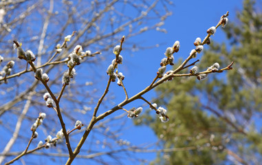 Beautiful spring horizontal landscape