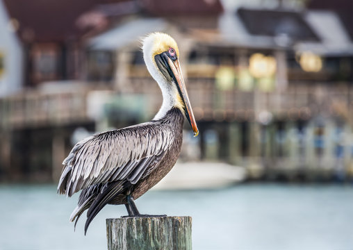 Harbor Pelican - Johns Pass Florida