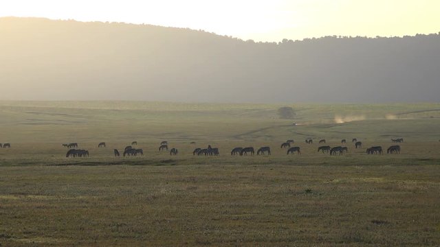 Стадо зебр на восходе в кратере Нгоронгоро. Увлекательное сафари - путешествие по африканской саванне. Танзания.