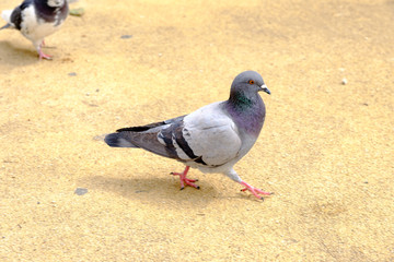 rock dove or rock pigeon is a member of the bird family Columbidae. In common usage, this bird is often simply referred to as the 