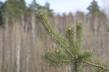 Landscape with the image of spring forest