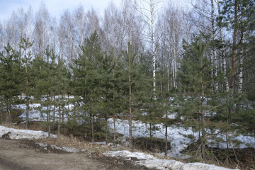 Obraz na płótnie Canvas Landscape with the image of spring forest