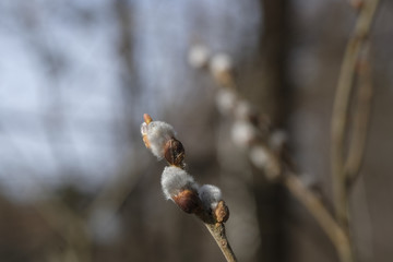 branch of a willow