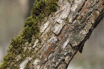 Landscape with the image of spring forest