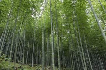 Fototapeta premium Bamboo trees