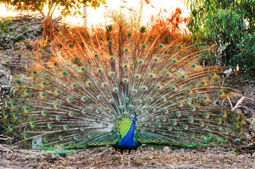 Obraz premium Dancing Peacock