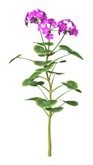 Fototapeta na wymiar 3D Rendering Purple Geranium on White