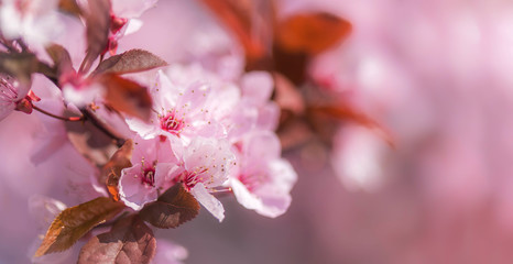 Frühlingserwachen in der Natur, Mandelblüte, Kirschblüte, 