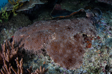 Tasselled Wobbegong Shark on Seafloor in Raja Ampat
