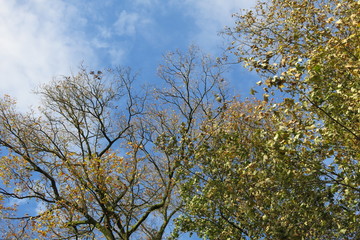 Arbre et branches dans le ciel