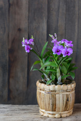 Beautiful orchid flower over dark wooden background