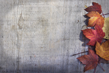Naklejka na ściany i meble Wood background with red maple leaves on side