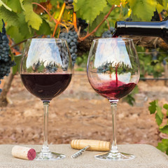 Red wine poured into glasses at vineyard on harvest