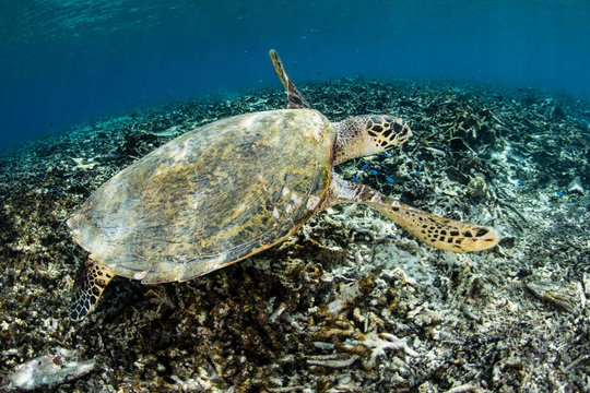 Hawksbill Turtle Swimming Underwater