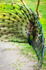 Obraz premium Peacock spread out wings wide feathers.