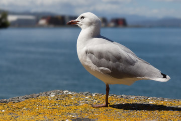 Seagull perched.