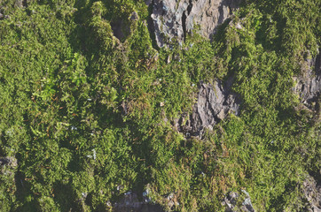 Wood Texture.Old Wood Wooden Background Wallpaper and. Tree bark texture. The bark of the oak tree photographed close up. Tree bark with moss.