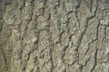Wood Texture.Old Wood Wooden Background Wallpaper and. Tree bark texture. The bark of the oak tree photographed close up. Tree bark with moss.