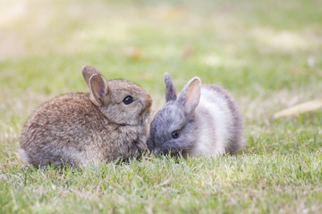 New born rabbit or cute bunny on green grass.