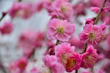 Plum Flower