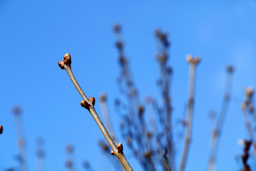Branch of a tree with buds in the spring against a bright blue sky.