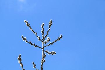 Several branches of a young blooming willow against a bright blue sky in clear weather.