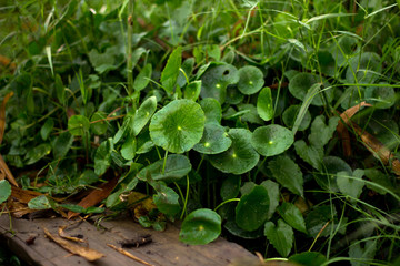 Heart shape of green Asiatic Pennywort (Centella asiatica),healthy food against.