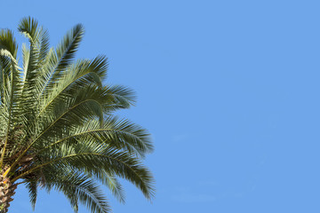 Palme seitlich und Himmel