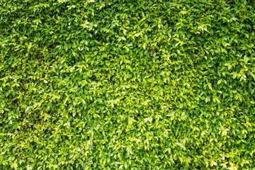 green leaves natural wall.
