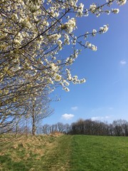 Naturlandschaft zur Baumblüte