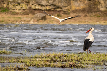 White stork expecting pair