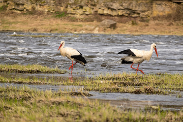 Pair of white storks