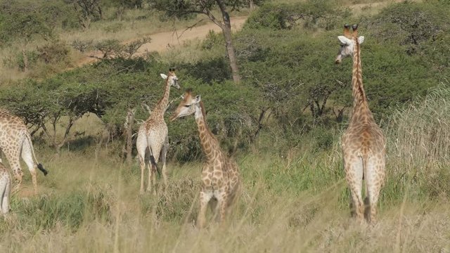Herd of giraffes in the African wilderness #2 - 4K