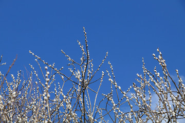 A large number of tree branches with a young flowering willow on a blue sky background in clear spring weather.