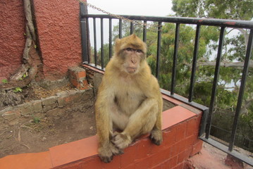 MACACO GIBRALTAR