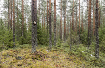 Birdhouse in the pine forest