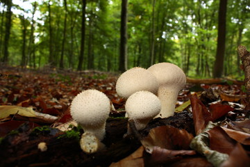 Vesse de loup perlée, Lycoperdon perlatum