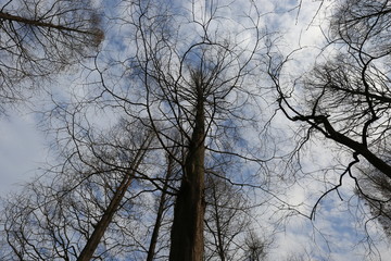 forest during end-autumn in Hangzhou, China