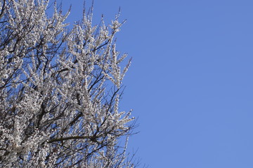 Spring flowering trees. Pollination of flowers of apricot. Blooming wild apricot in the garden