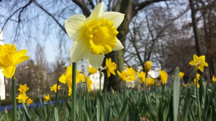 Daffodils 