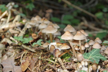 Mycène champignons, Mycena