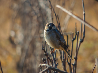 bird
