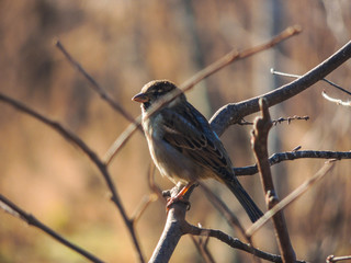 bird