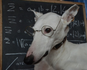 White Podenco dog with glasses in fornt of a blackboard with mathematic fomulas.